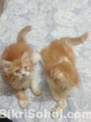 Traditional Persian Male kitten